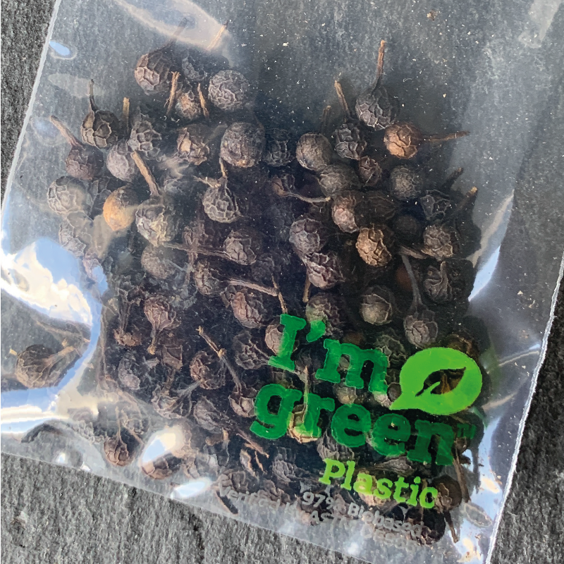 Kubebenpfeffer Wildpflückung