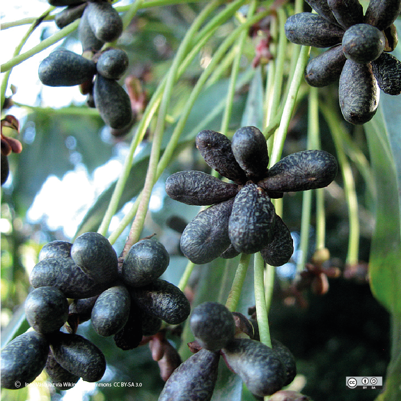 Canelo <tc>pepper</tc>