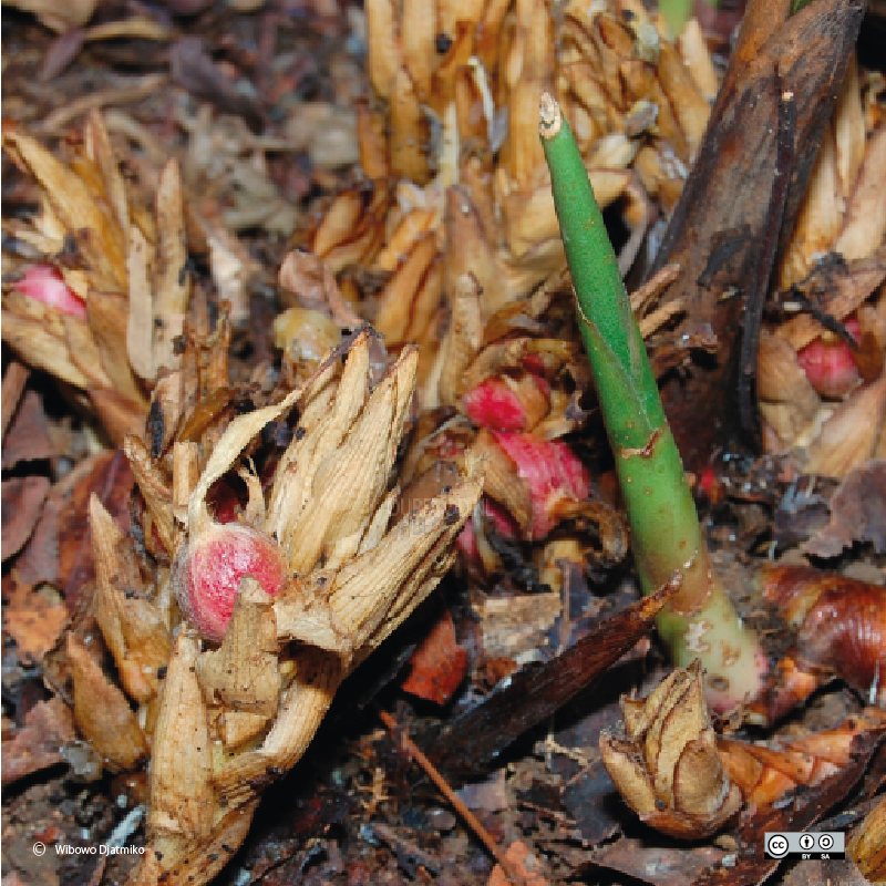 Kapulaga jawa - witte kardemom