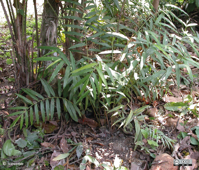 Didim - peace seed (pods)