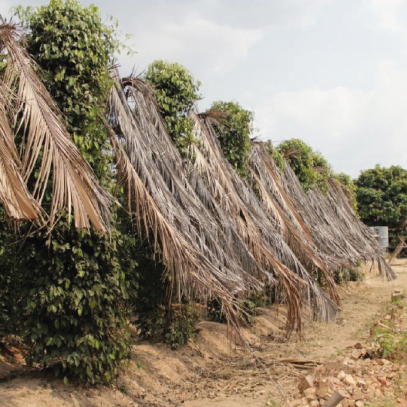 Weißer Muntok-Pfeffer GI