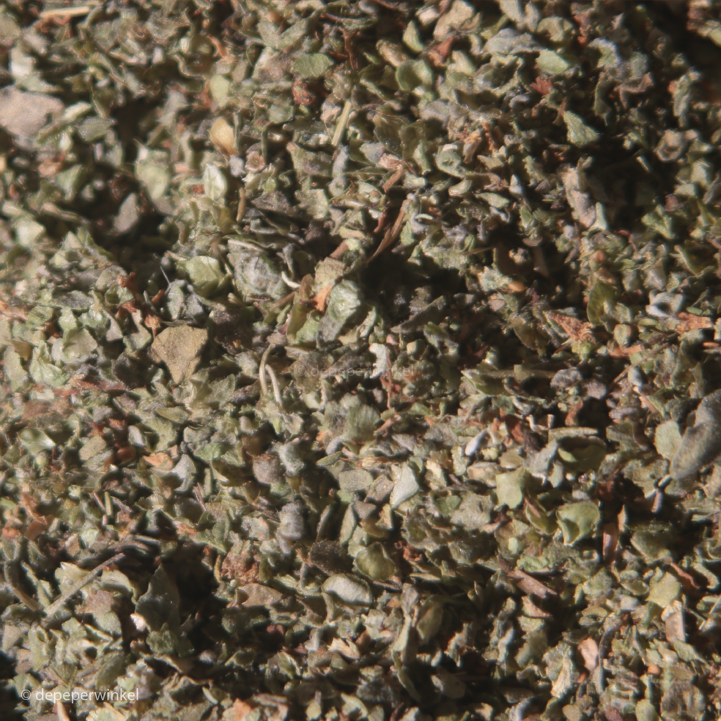 Marjoram (maggiorana)