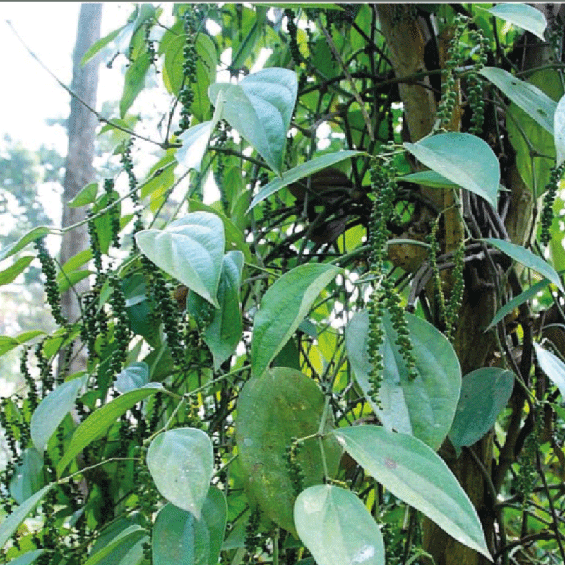 Schwarzer Penja-Pfeffer