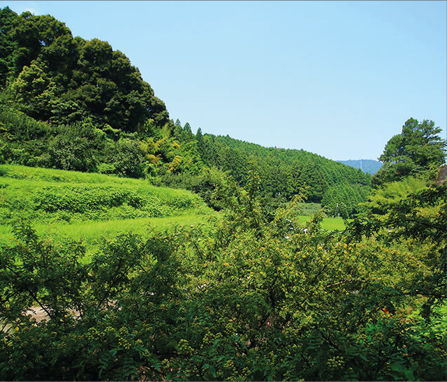 Sansho powder - Sanshō no kona