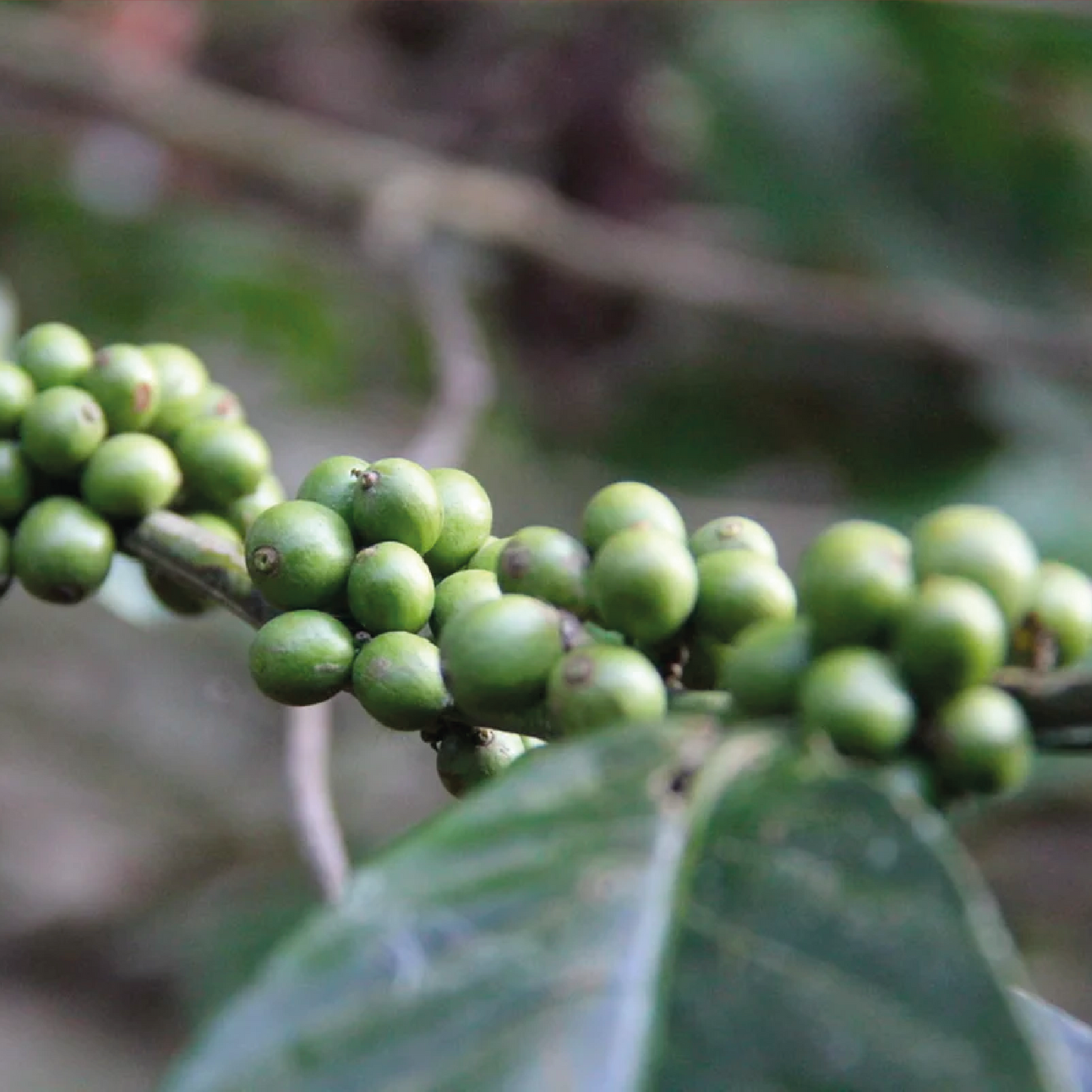 Zwarte peper (Piper nigrum)