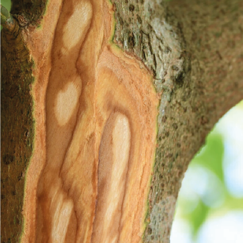 Wat is het verschil tussen cassia kaneel en ceylon kaneel?