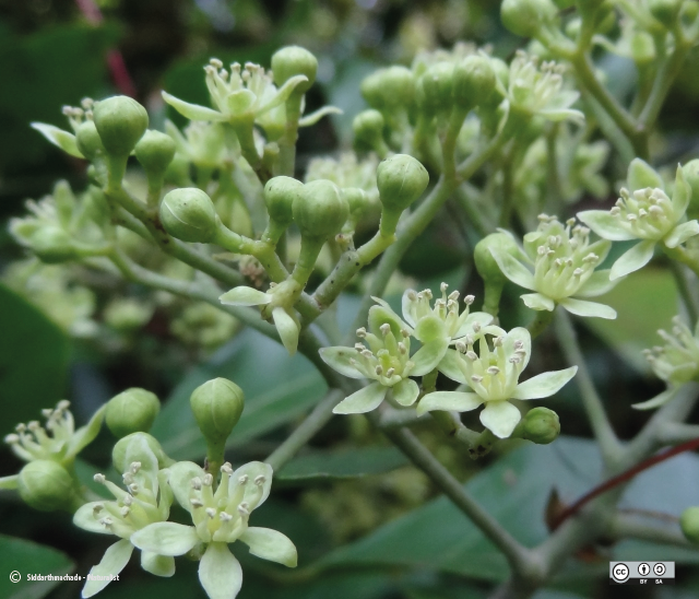 Mac mat (Mắc Mật)