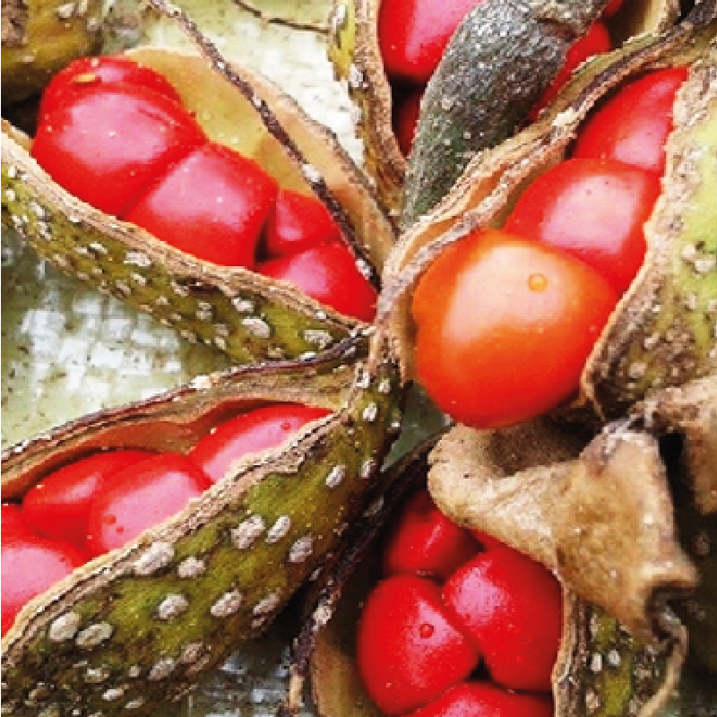 Doi seed (hạt dổi)