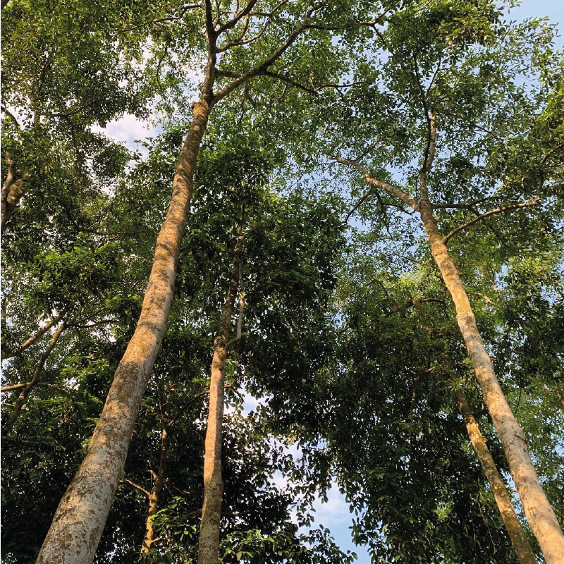 Doi seed (hạt dổi)