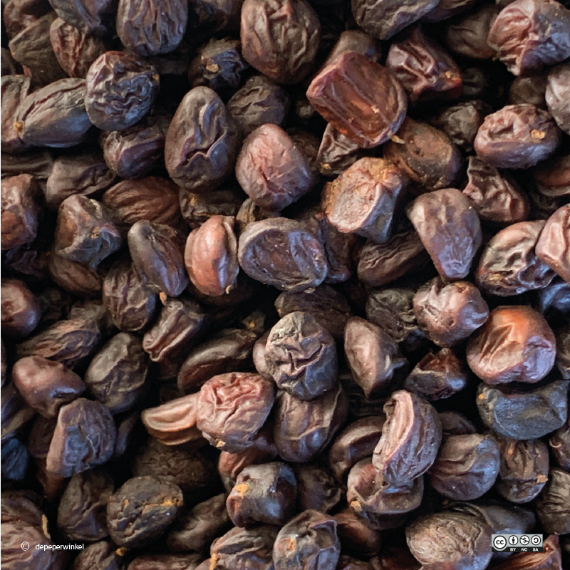 Doi seed (hạt dổi)