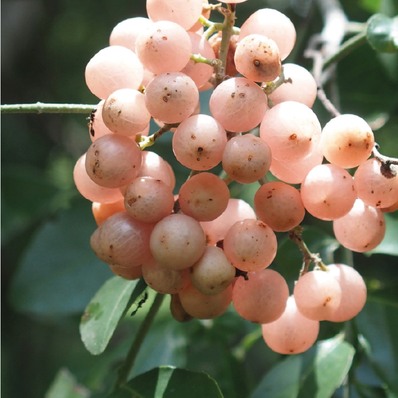 Mac mat (Mắc Mật)