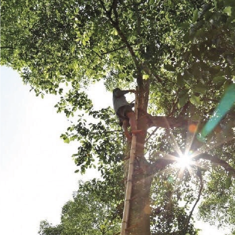 Doi seed (hạt dổi)