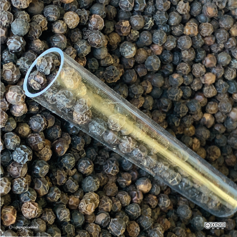 Cubebpepper foraging