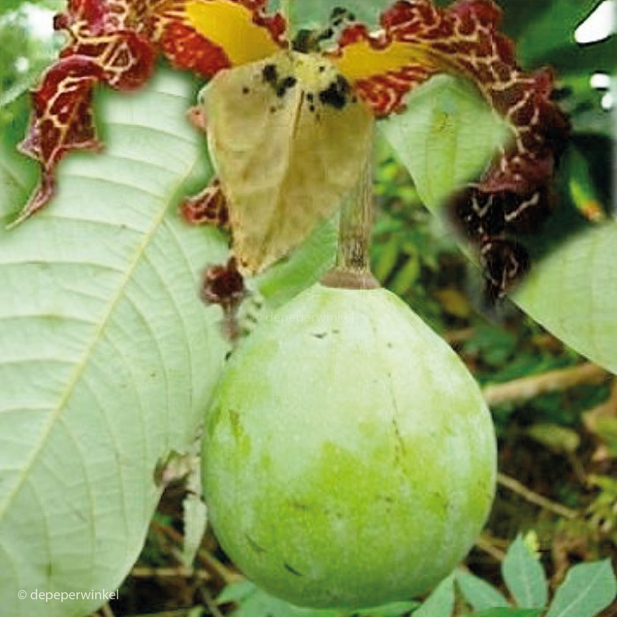 Ehuru Tree Ook die geurige ehuru (pèbé) koopt u bij depeperwinkel